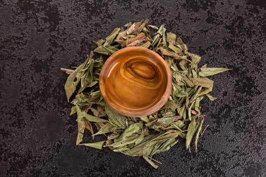 Dream Herb—Calea Zacatechichi tincture