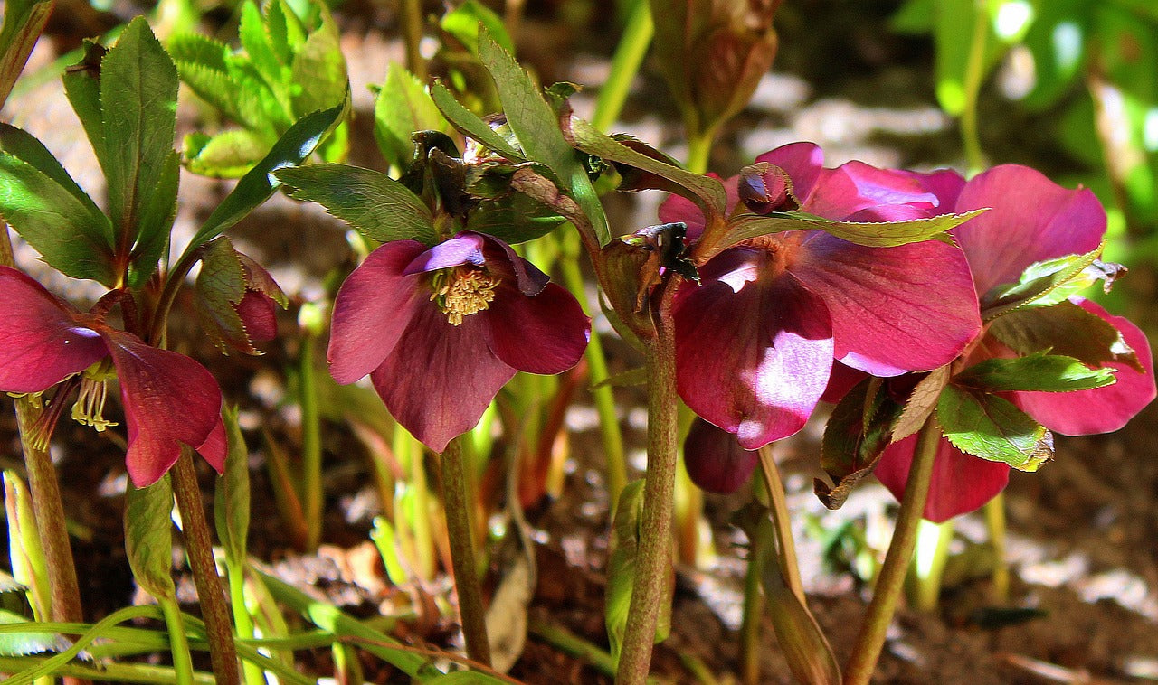 Melampode Flower Essence