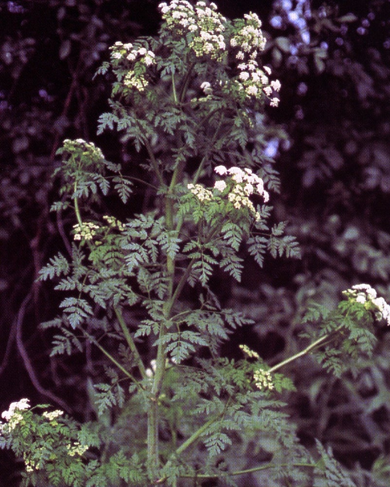 Hemlock Flying ointment (Conium maculatum)