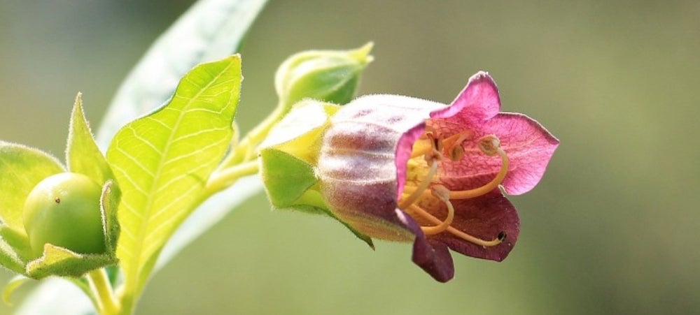 Atropa Belladonna Tincture