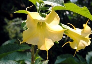 Brugmansia Flying ointment