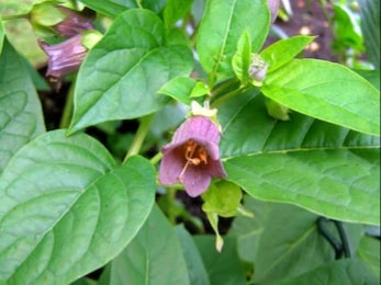 Atropa Belladonna flower essence