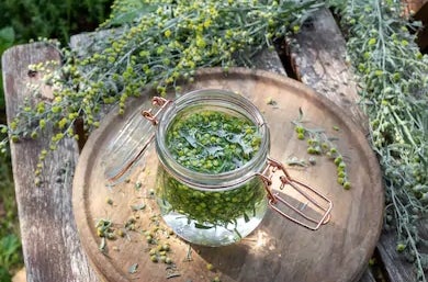 Artemisia Tincture