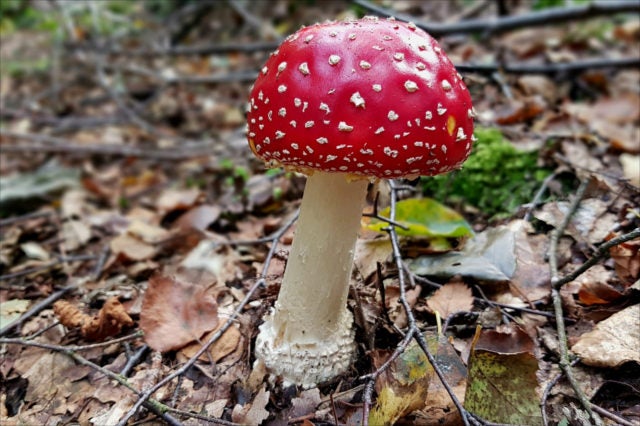 Fly Agaric Mushroom Essence – The Jagged Path