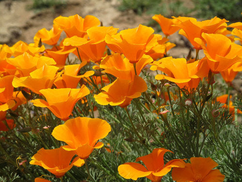 California Poppy Tincture
