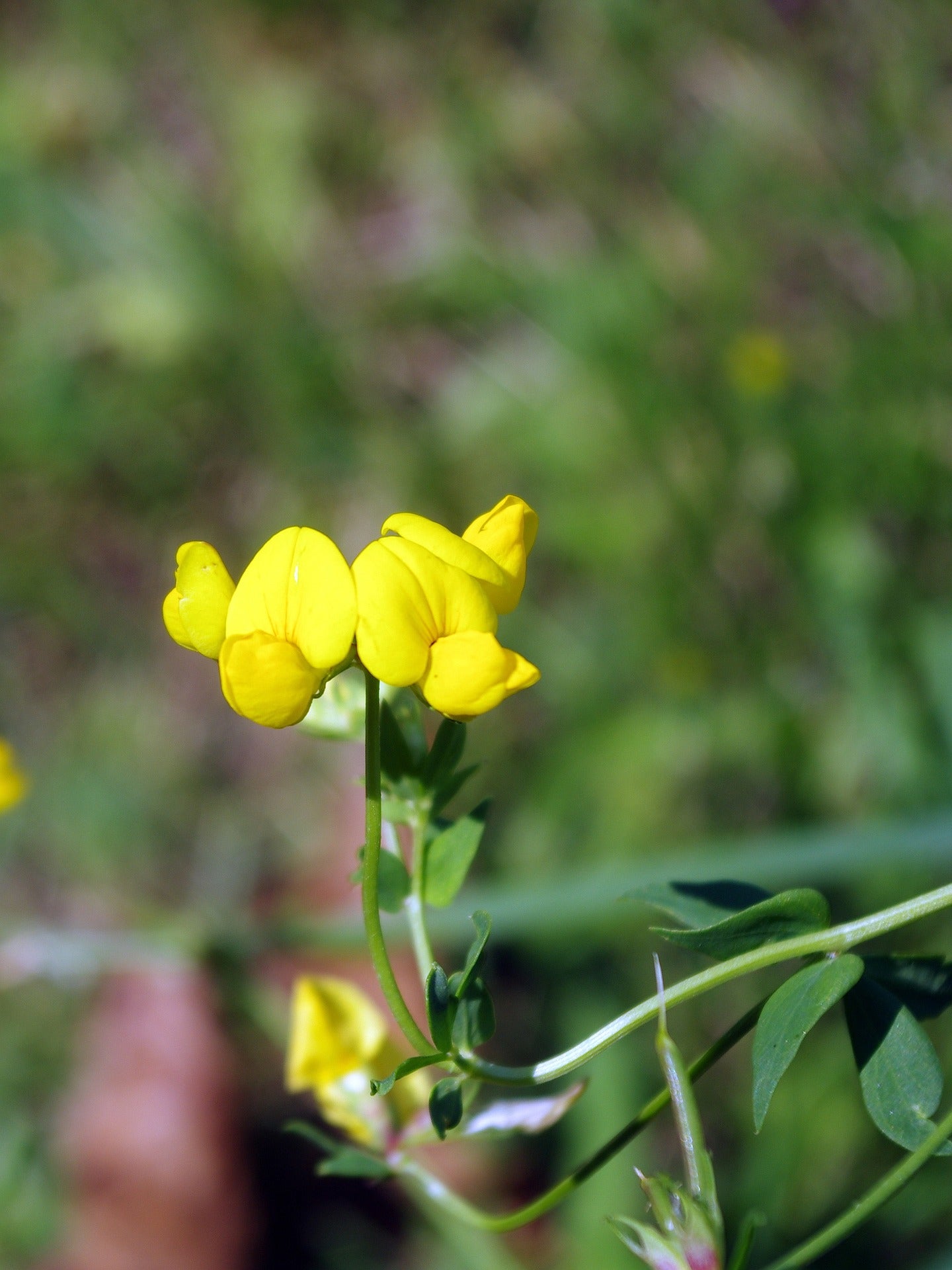 Fenugreek Tincture