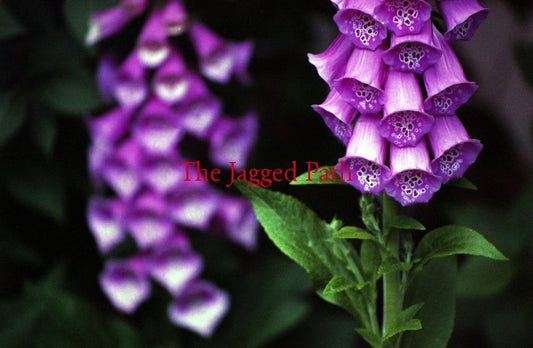 Foxglove Flower Essence