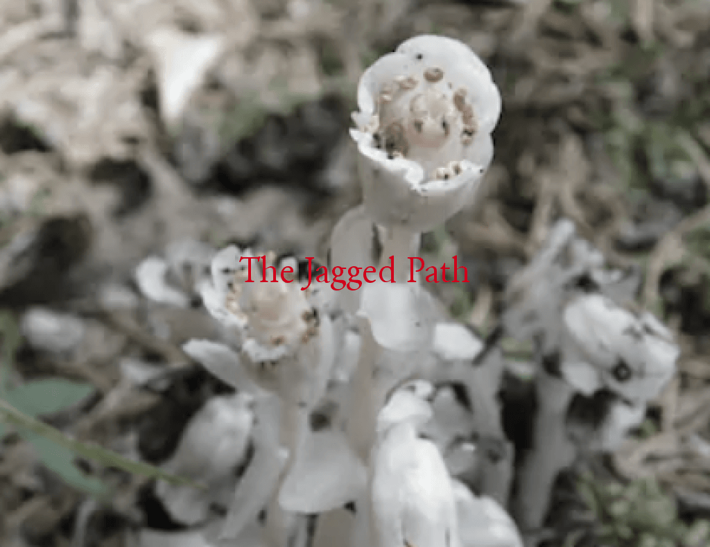 Ghost Pipe (Monotropa Uniflora) Tincture – The Jagged Path