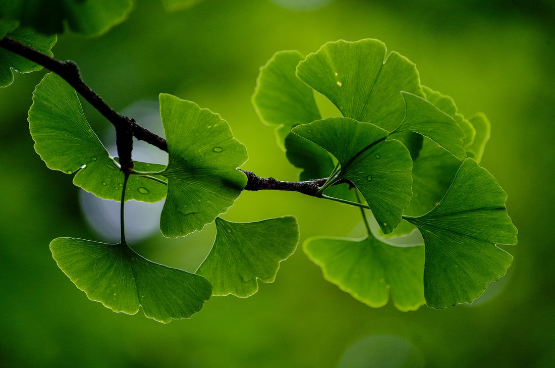 Brain Fog Buster Tincture Gingko & Periwinkle – The Jagged Path