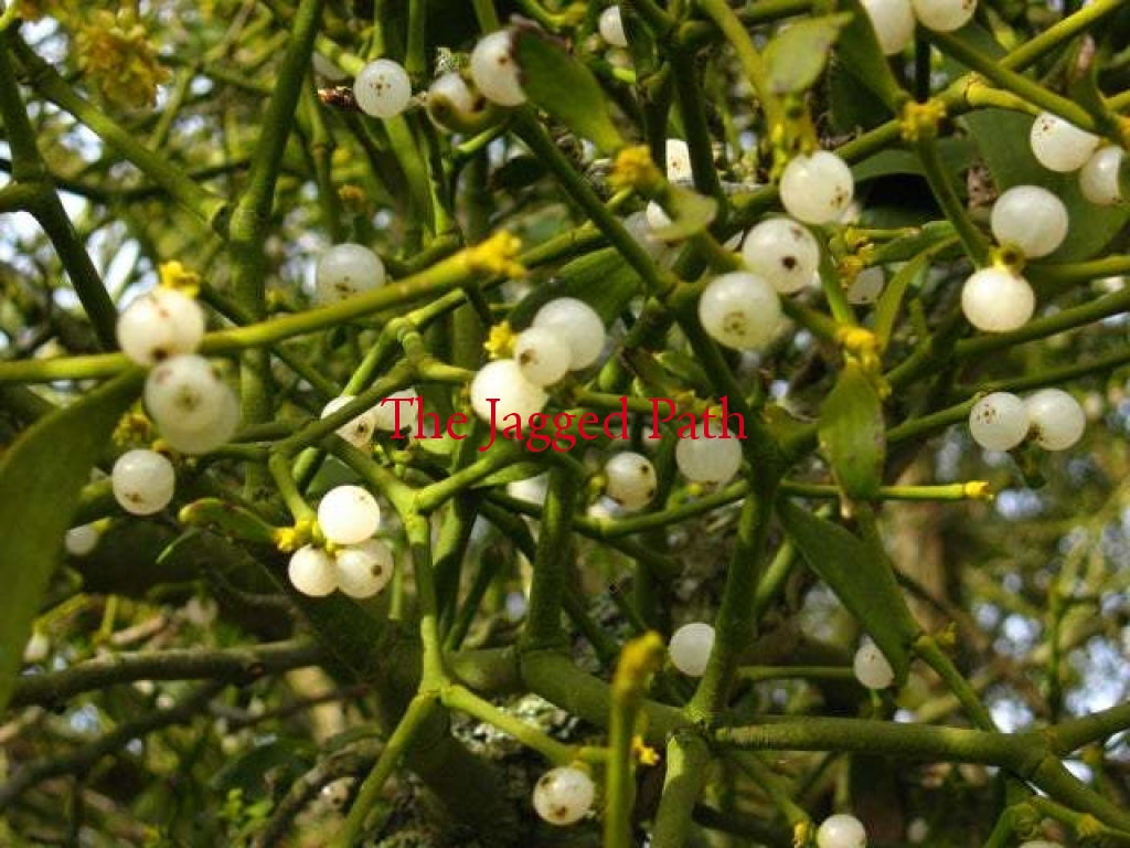 Mistletoe Tincture