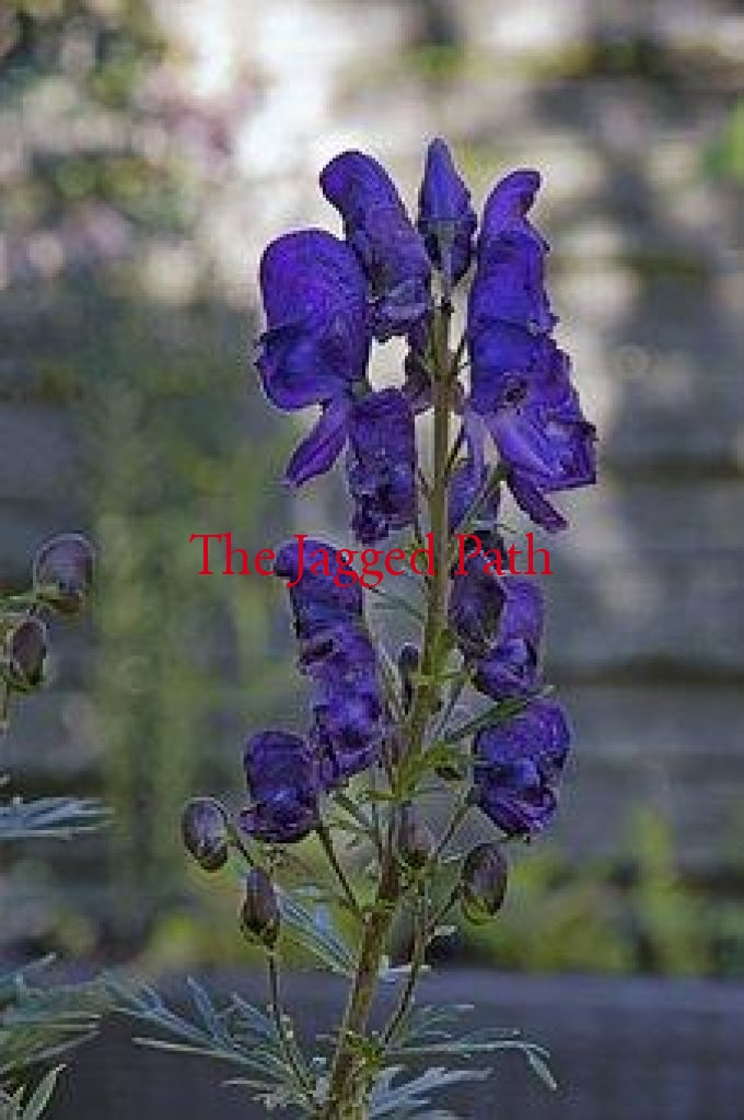 Monkshood Flower Essence