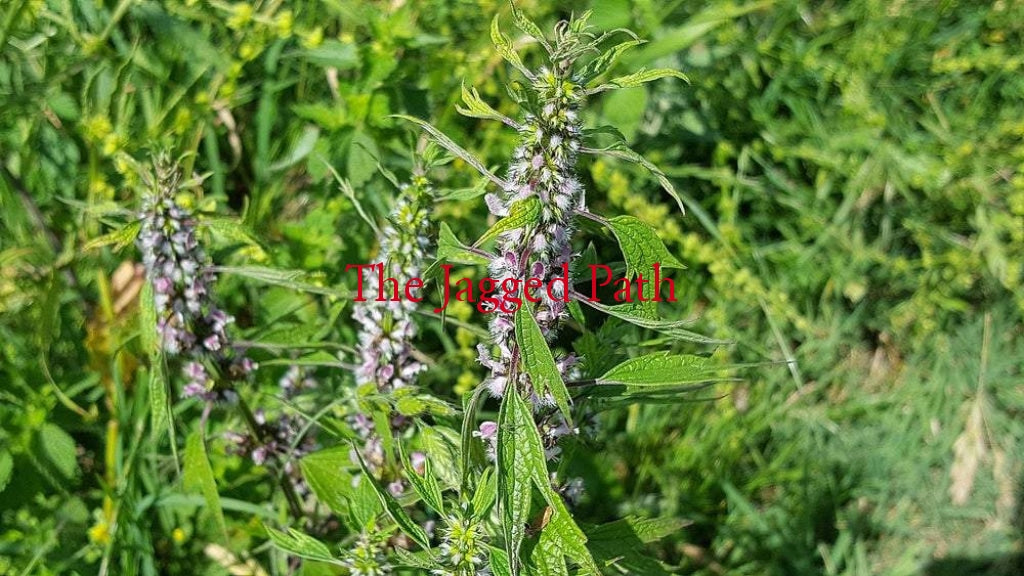 Motherwort Tincture