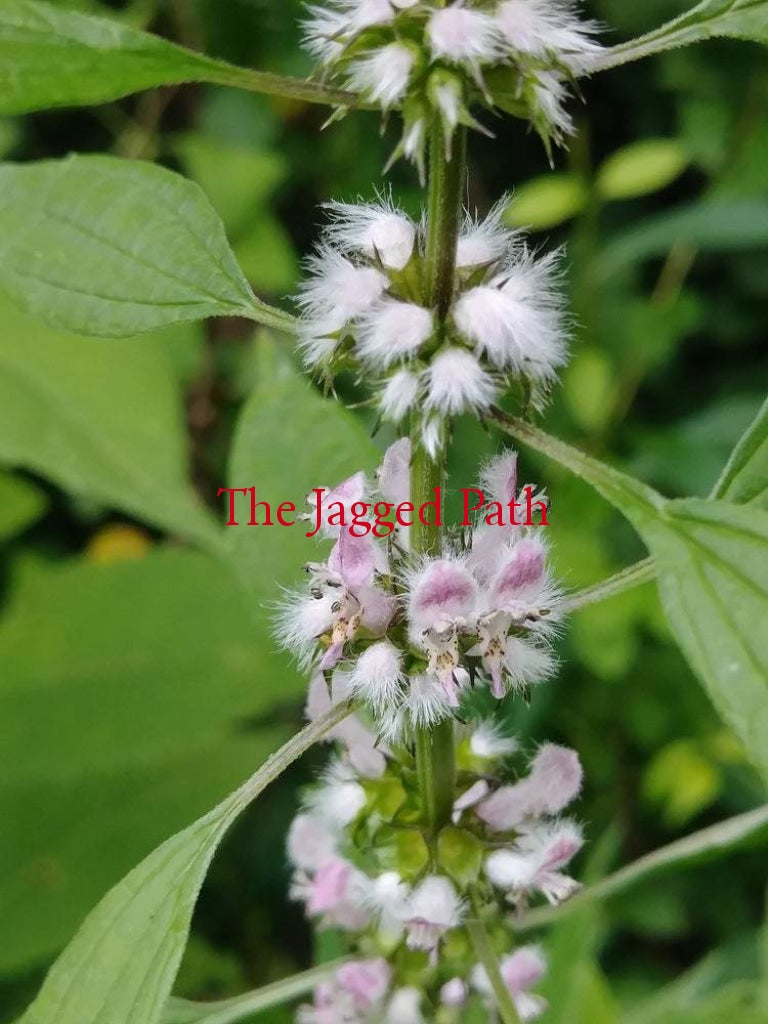 Motherwort Tincture