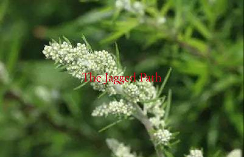 Mugwort Artemisia Flower Essence