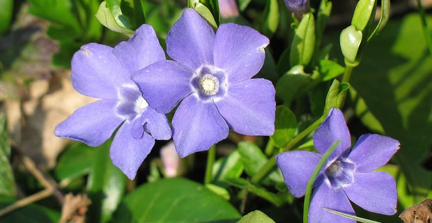 Brain Fog Buster Tincture Gingko & Periwinkle
