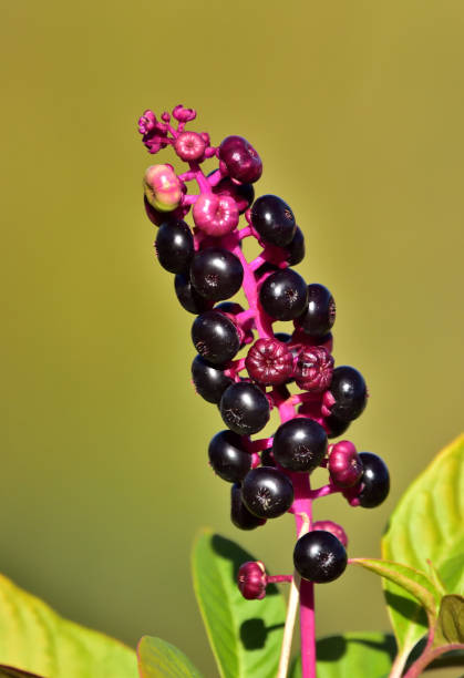 Poke Tincture