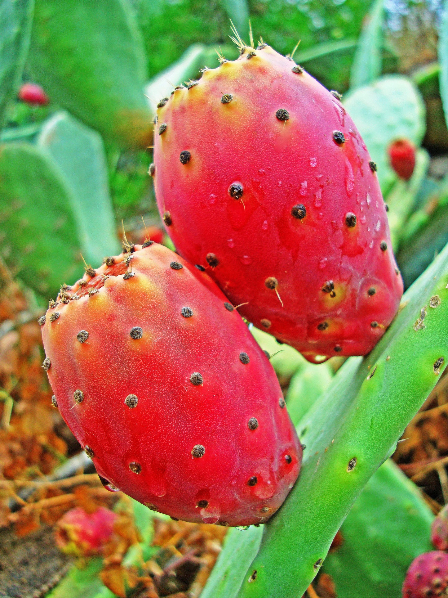 Prickly Pear Cactus Elixir