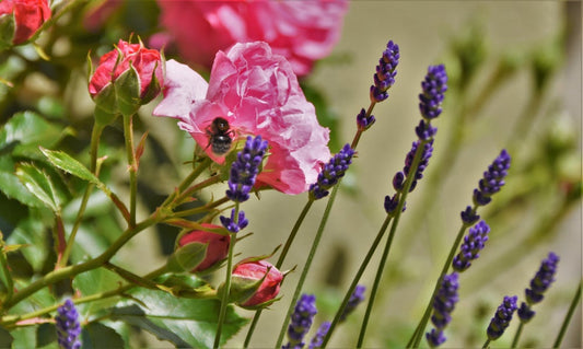 Rose and Lavender Honey